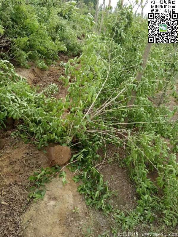 金银木价格 金银木价格