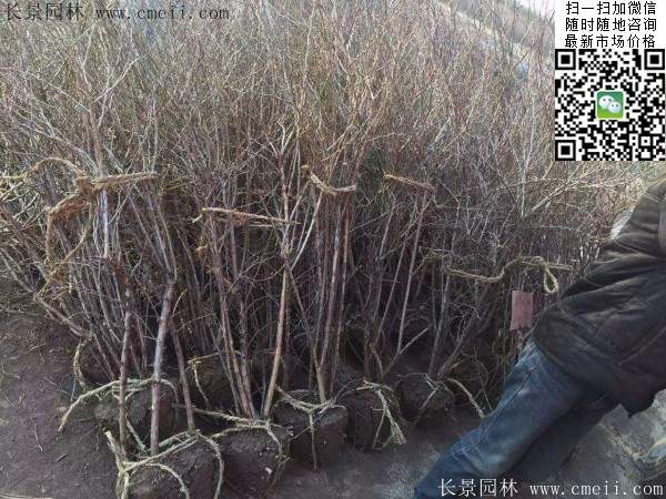 金银木价格 金银木价格