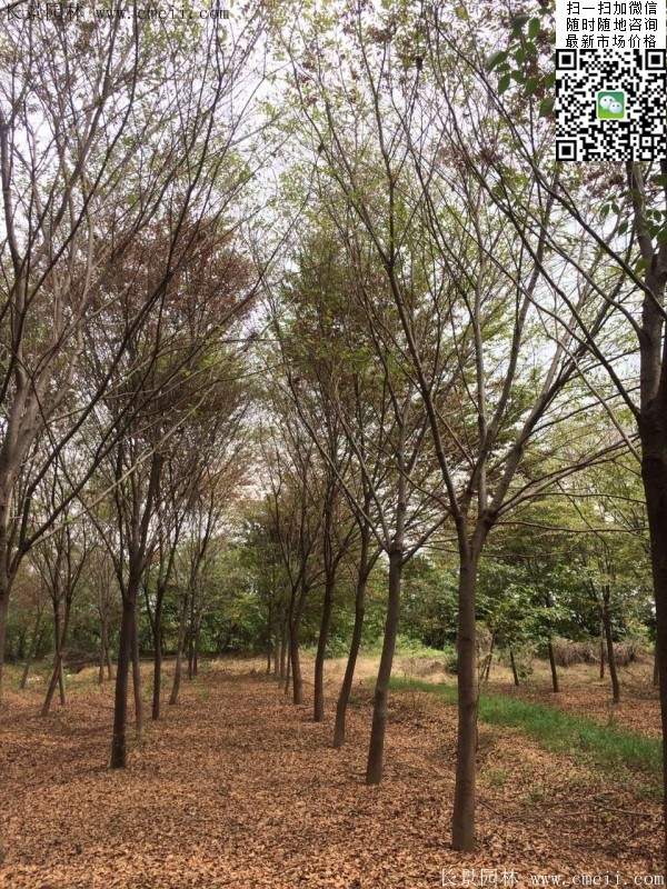 榉树 榉树