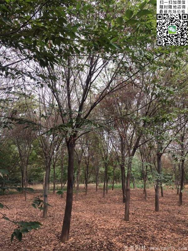 榉树 榉树