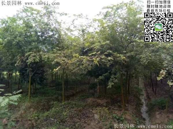 榉树 榉树