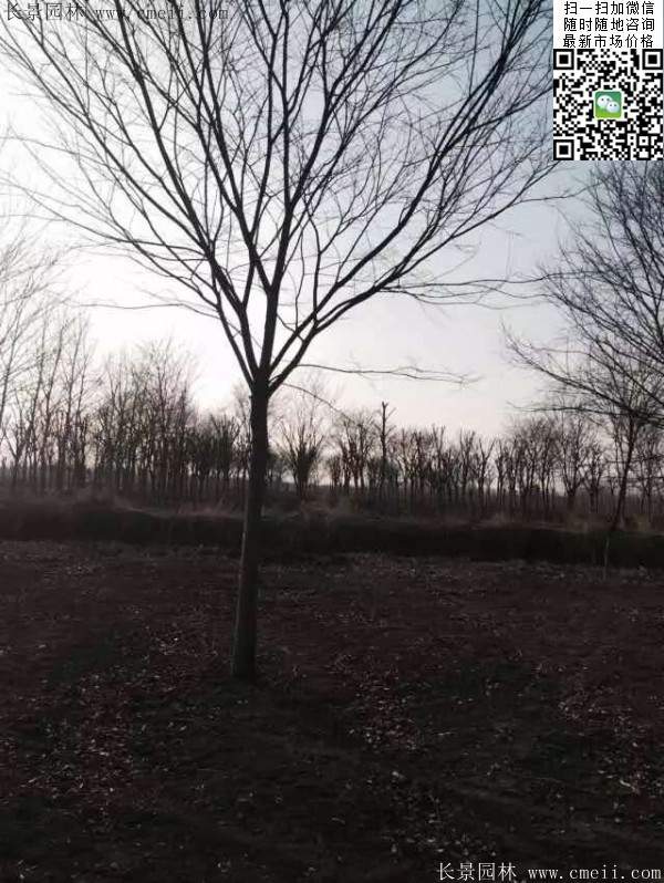 榉树 榉树