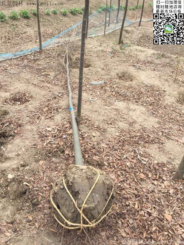 榉树 榉树