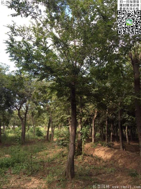 榉树 榉树
