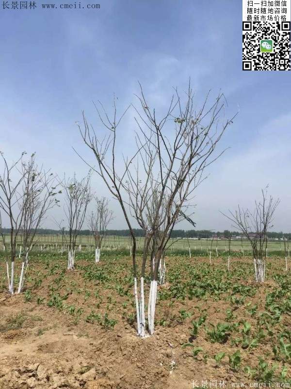 大规格榉树 大规格榉树