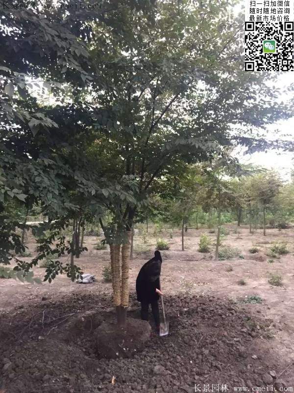 大规格榉树 大规格榉树