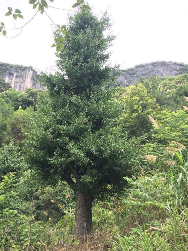 银杏树
