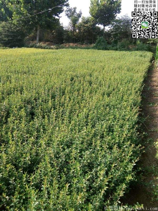 火棘苗--长景园林 火棘苗--长景园林