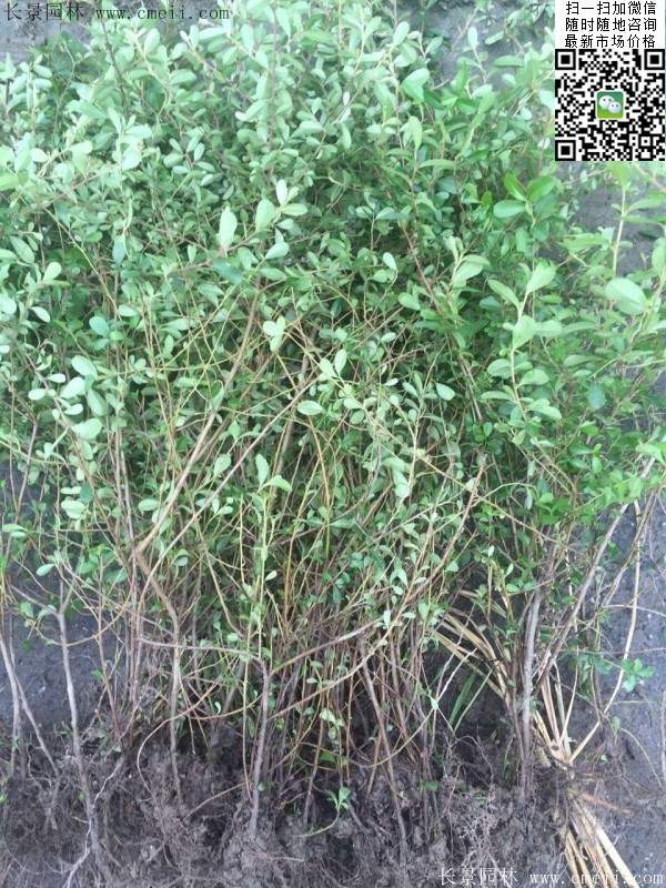 火棘苗--长景园林 火棘苗--长景园林