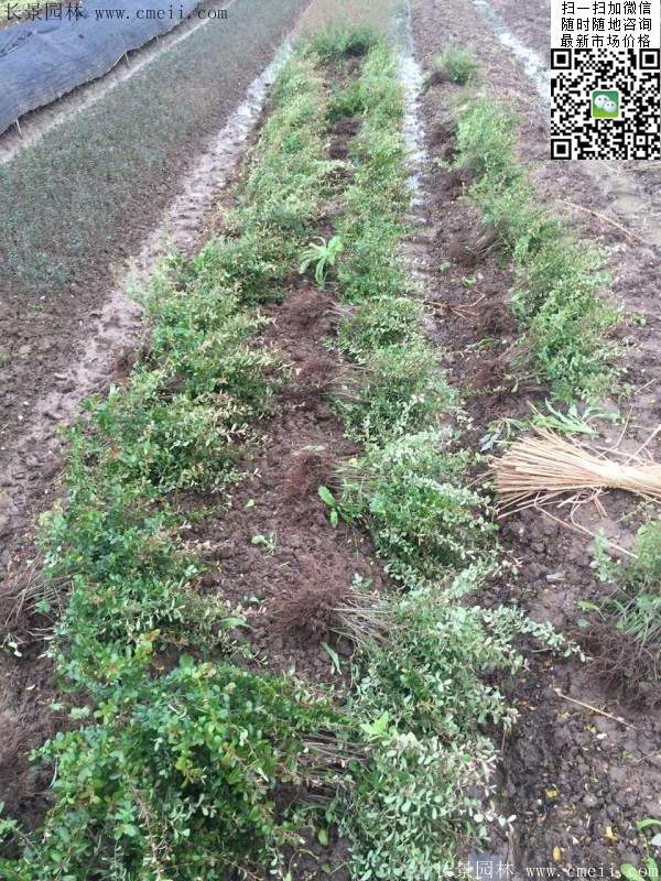 火棘苗--长景园林 火棘苗--长景园林