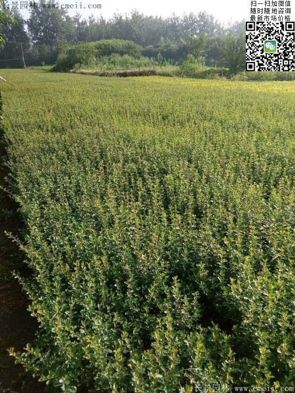 火棘苗--长景园林 火棘苗--长景园林