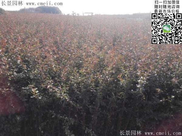 火棘苗--长景园林 火棘苗--长景园林