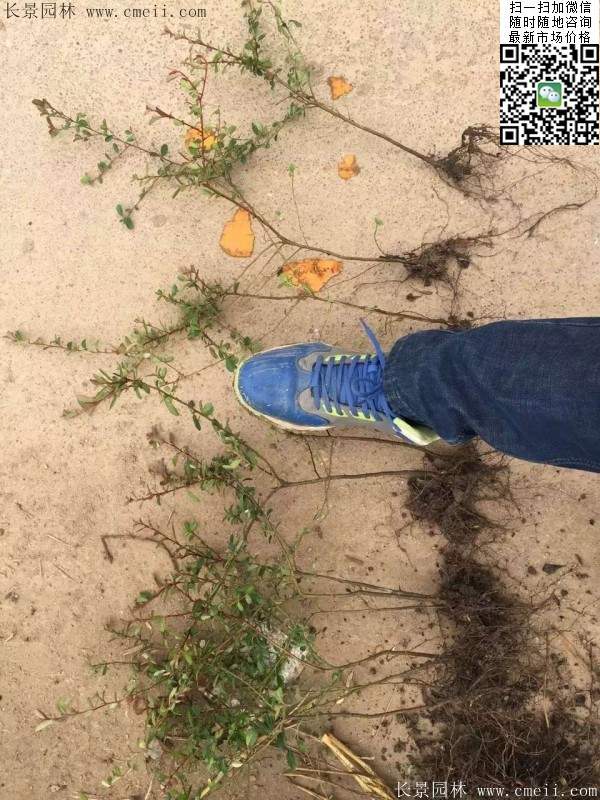 火棘苗--长景园林 火棘苗--长景园林