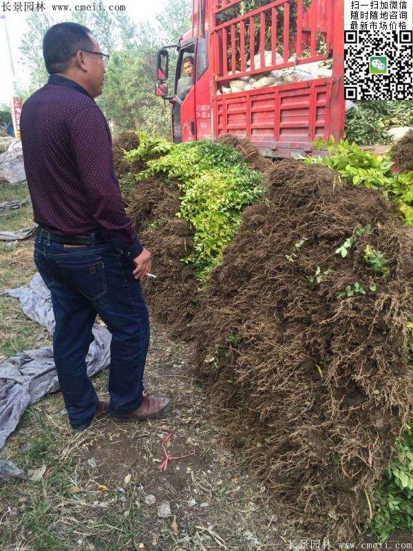 金叶女贞--长景园林