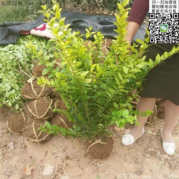 金叶女贞--长景园林