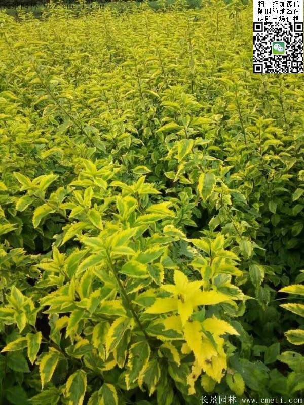 连翘--长景园林 连翘--长景园林