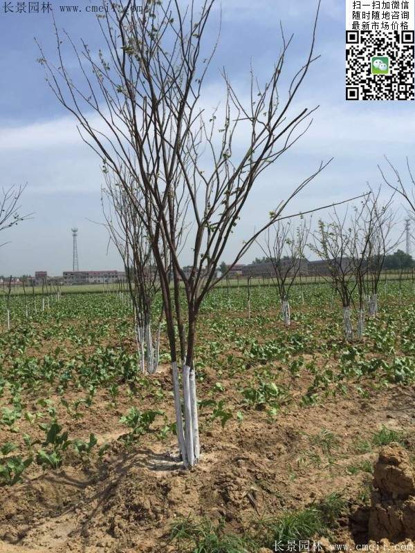 榉树 榉树