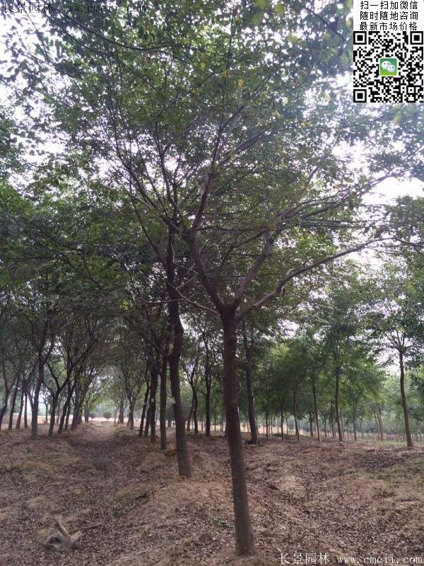 榉树绿化 榉树绿化