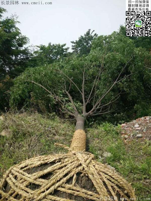 榉树绿化 榉树绿化