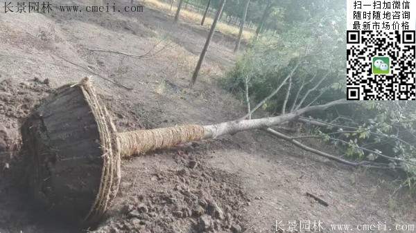 榉树绿化 榉树绿化