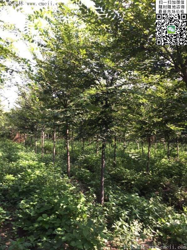 榉树种植 榉树种植