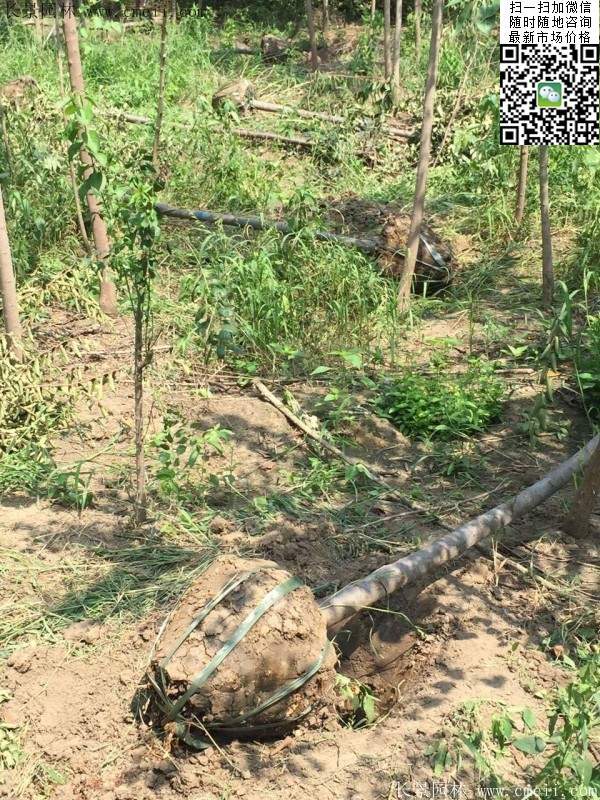榉树种植 榉树种植