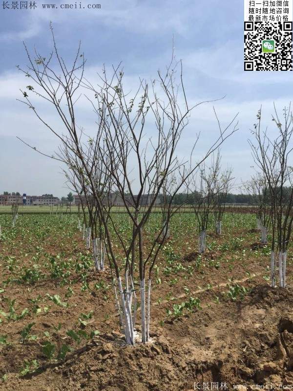 榉树绿化