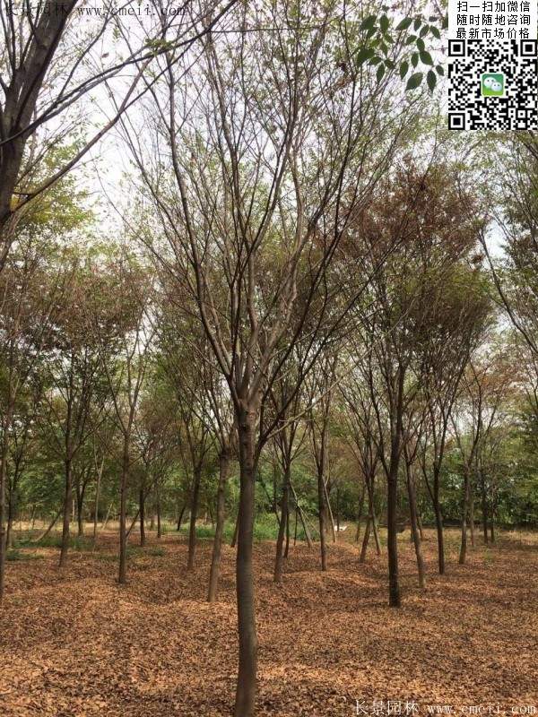 沭阳榉树 沭阳榉树