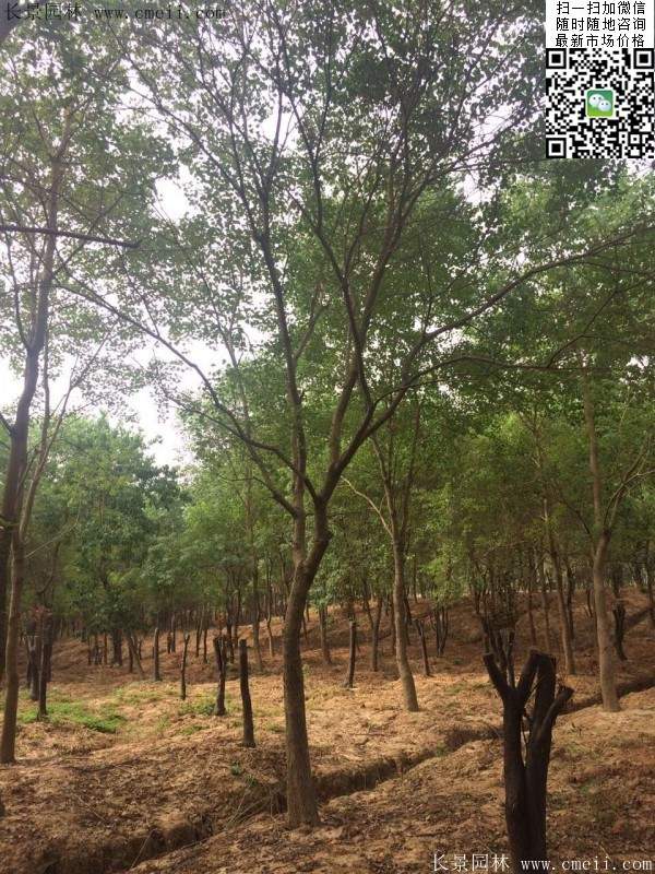 沭阳榉树 沭阳榉树
