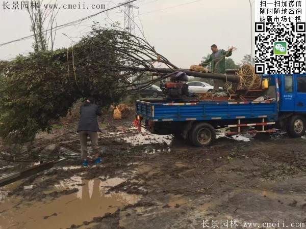 沭阳榉树批发 沭阳榉树批发