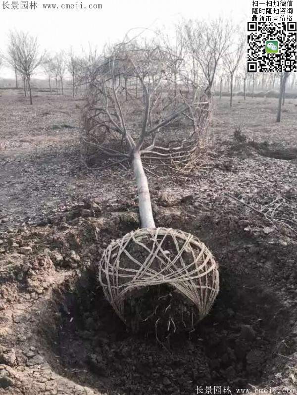 榉树大树移栽 榉树大树移栽