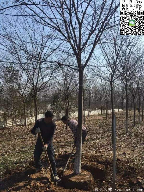 榉树大树移栽 榉树大树移栽