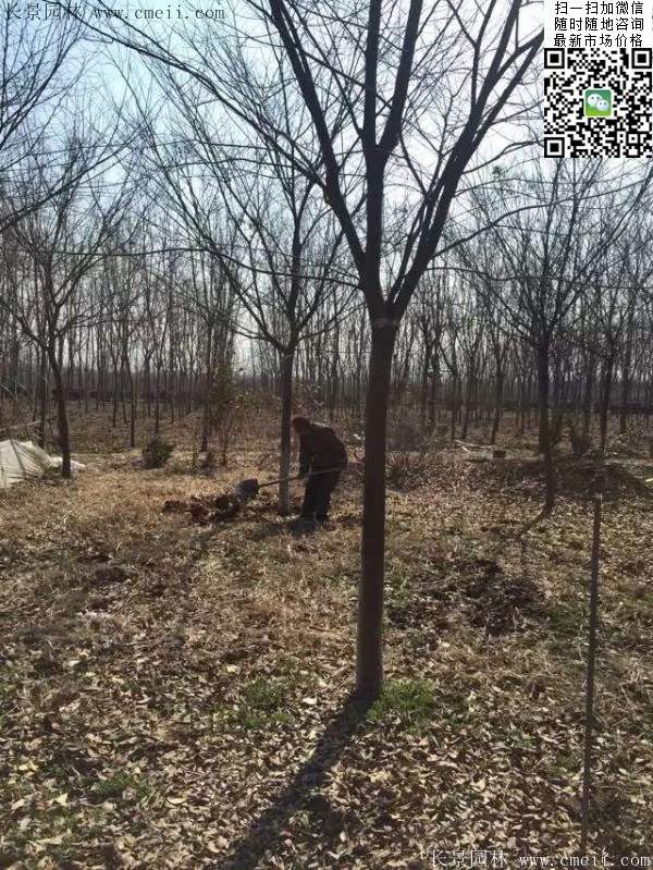 榉树大树移栽 榉树大树移栽