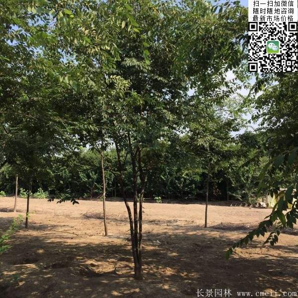6-10公分胸径的榉树价格 6-10公分胸径的榉树价格