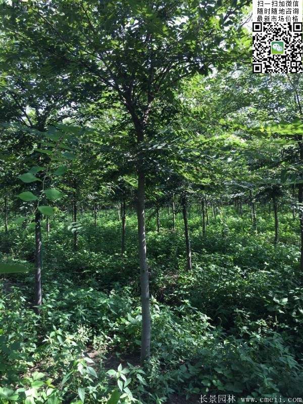 6-10公分胸径的榉树价格 6-10公分胸径的榉树价格