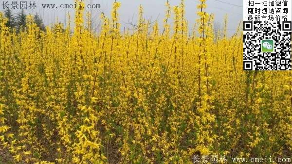 连翘--长景园林 连翘--长景园林