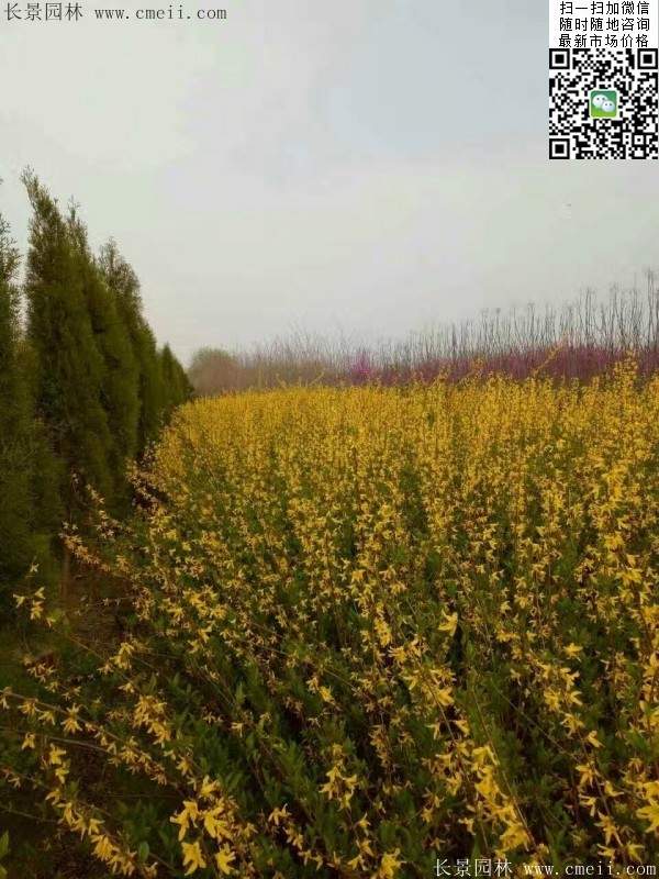 连翘--长景园林 连翘--长景园林