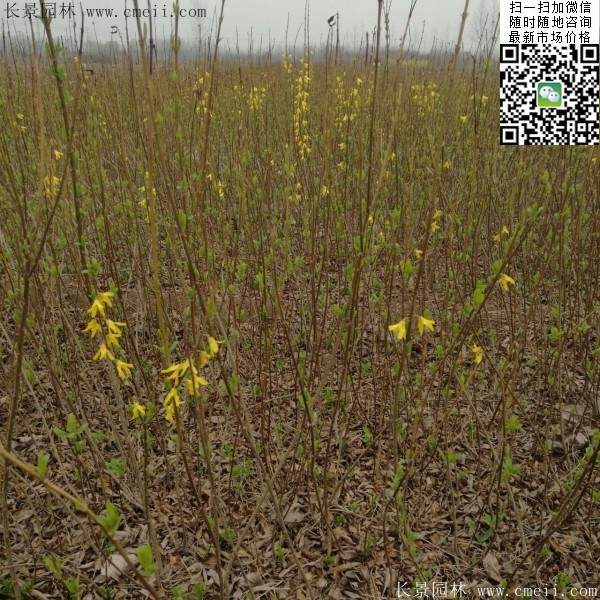 连翘--长景园林 连翘--长景园林