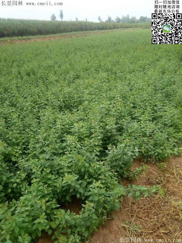 连翘--长景园林 连翘--长景园林