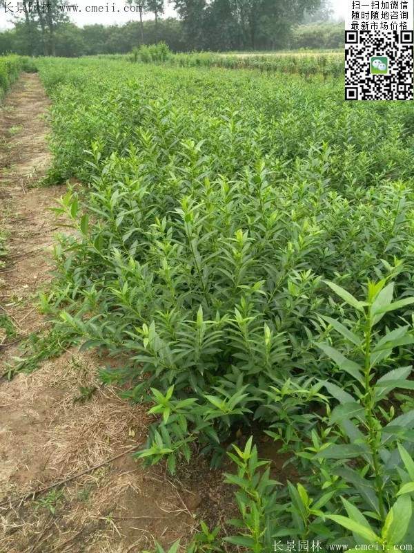 连翘--长景园林 连翘--长景园林