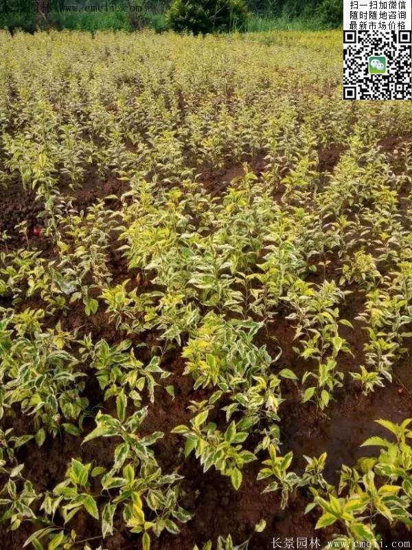 连翘--长景园林 连翘--长景园林