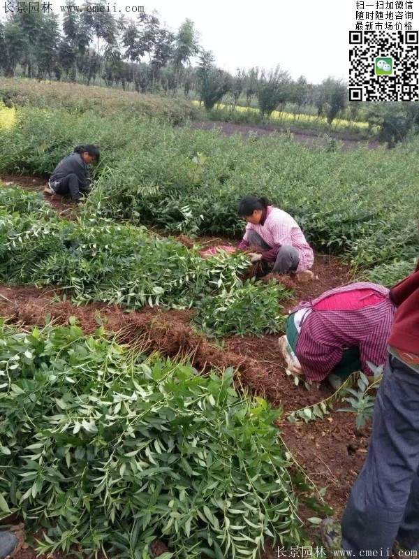 连翘--长景园林 连翘--长景园林