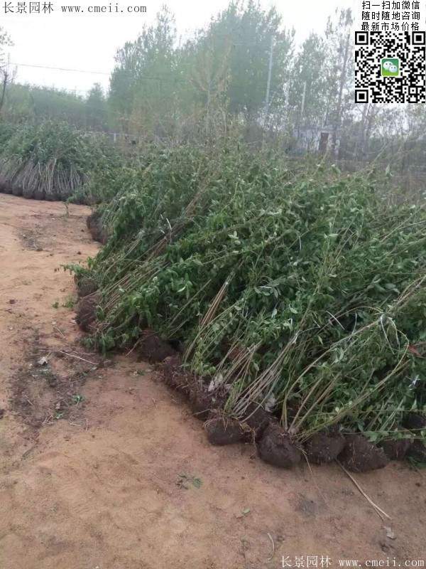 连翘--长景园林 连翘--长景园林