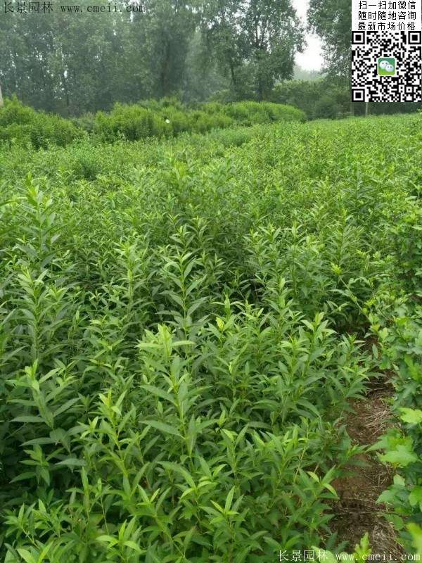 连翘--长景园林 连翘--长景园林