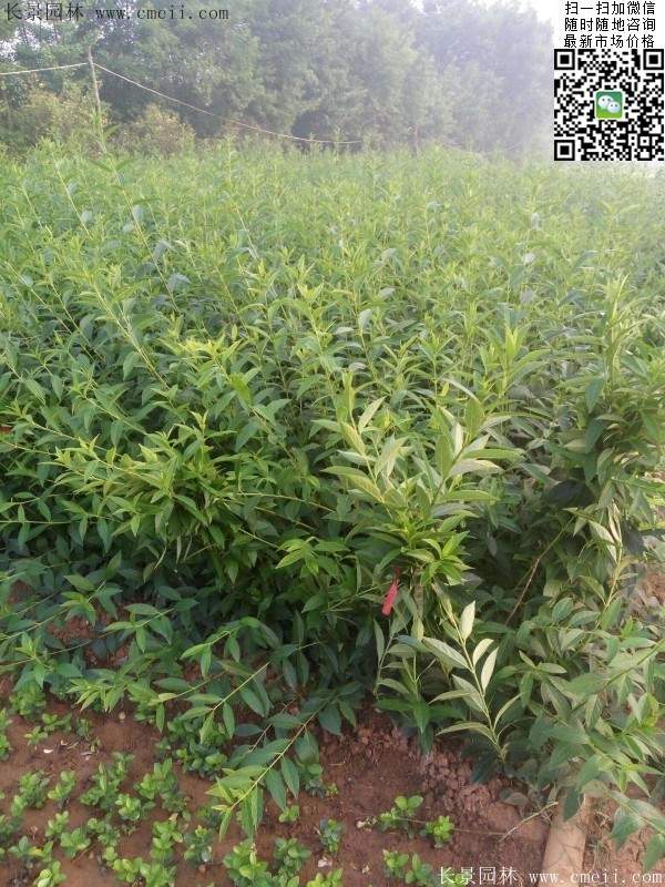 连翘--长景园林 连翘--长景园林