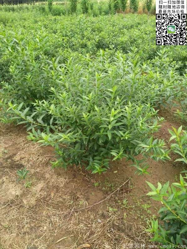 连翘--长景园林 连翘--长景园林