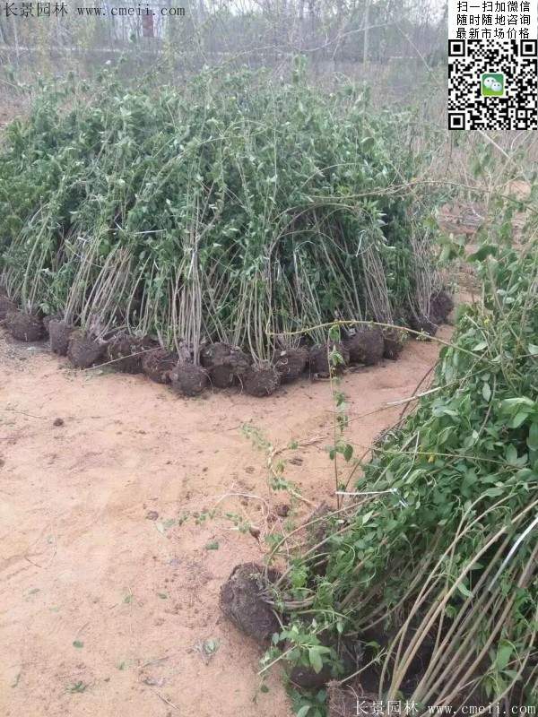 连翘--长景园林 连翘--长景园林
