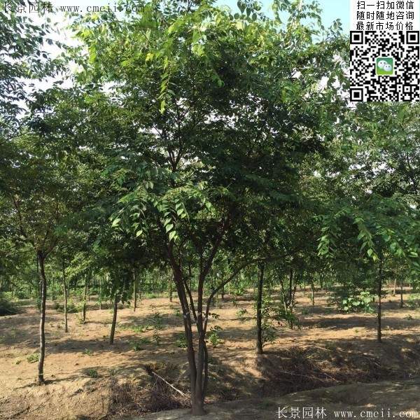 春季榉树 春季榉树