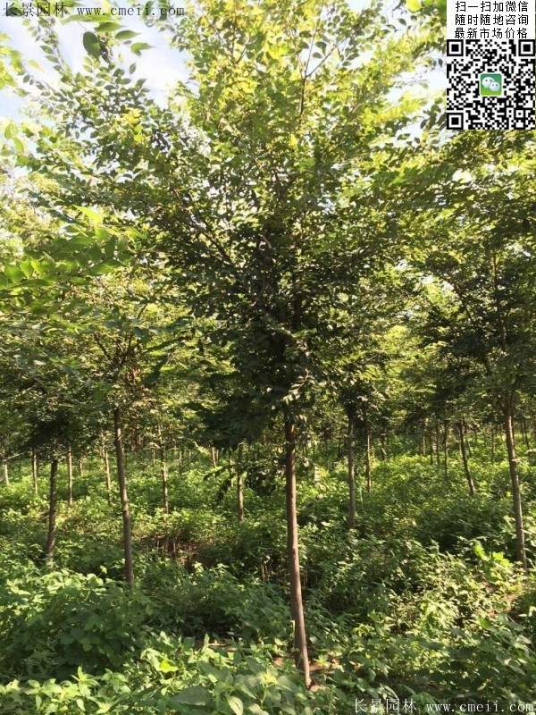 夏季榉树 夏季榉树