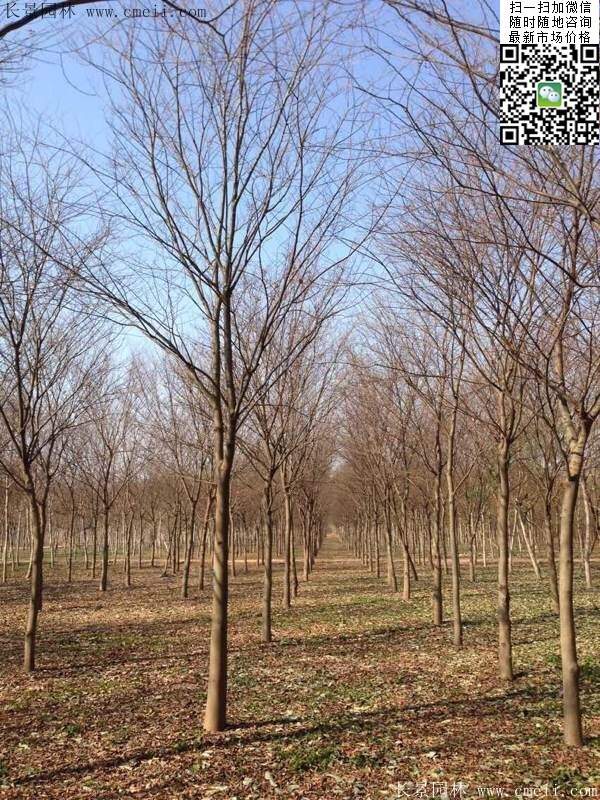 榉树 榉树